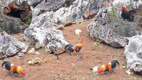 Gà rừng đập cánh gáy cực hay. Qaib qus daj ntxuaj ti qua khav tiag tiag