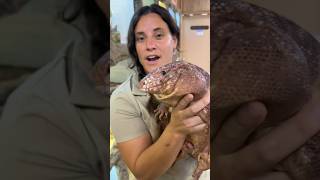 These TEGU’S can delivera bite with over 200 Pounds of force🤯