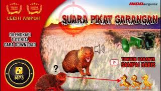 Suara Pikat Panggil Garangan Lebih AMPUH 💯 LENGKAP TUTORIAL Cara Download MP3 Terbaru | INDOAIRGUNS