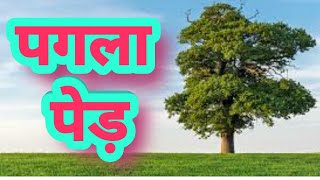 पगला पेड़ || Amazing facts || Interesting facts || in hindi | explore ha |