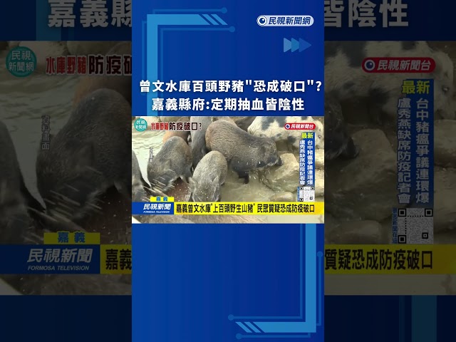 曾文水庫百頭野豬"恐成破口"? 嘉義縣府:定期抽血皆陰性｜民視新聞｜