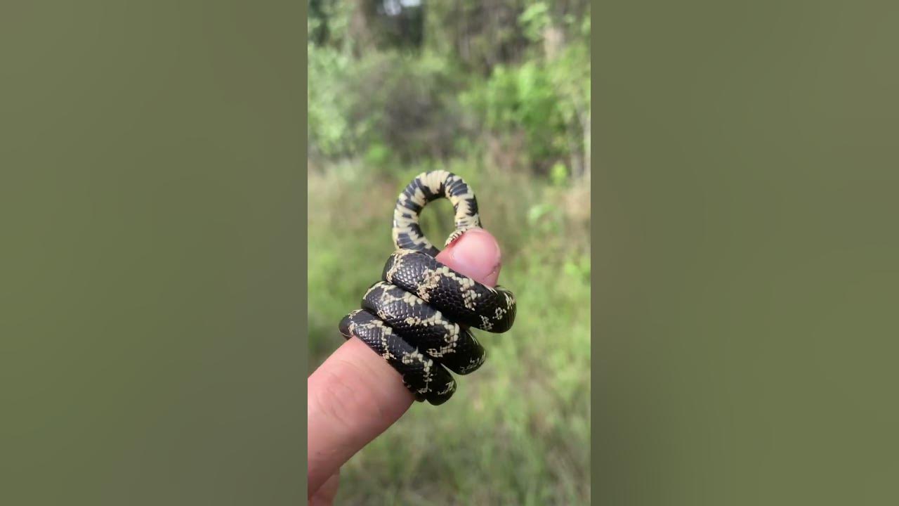 King Snake Constricting My Finger! - YouTube