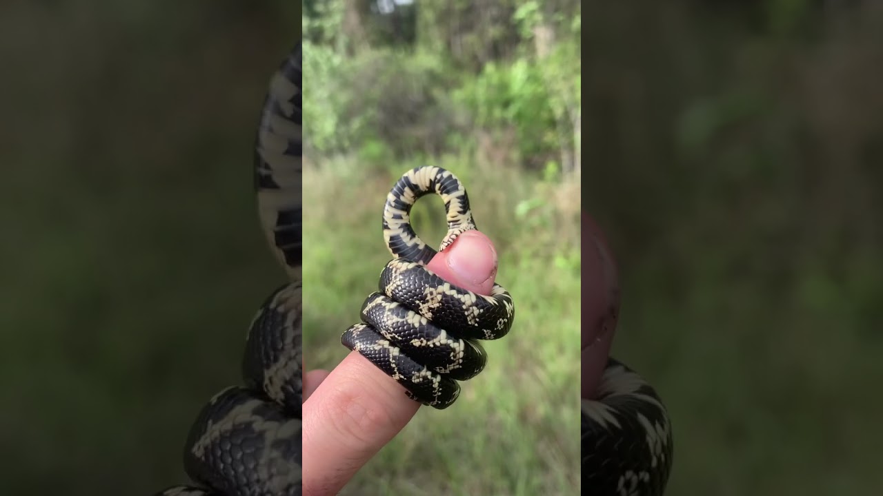 King Snake Constricting My Finger! - YouTube