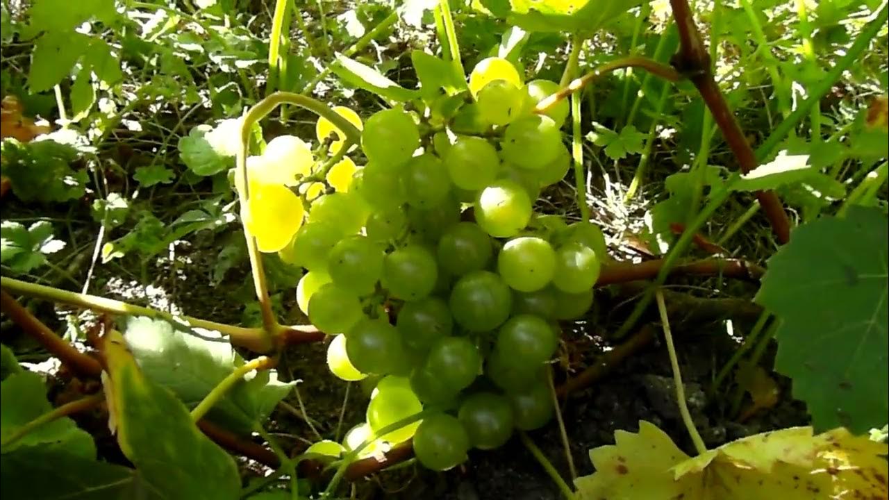Виноград для вина Цитрон Магарачинський 27:09:2023р. Citron Magarachyn ...