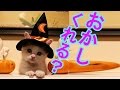 【猫 かわいい】ハロウィンの仮装しててイタズラしても許しちゃう　／相互チャンネル登録　sub4sub