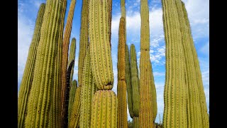 Three Arizonas: Cactus, Creek, and Canyon Country