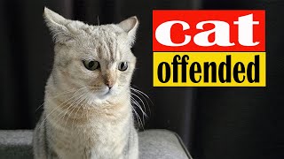 😺How to Apologize to Your Cat \  How to ask a cat for forgiveness if you hurt her by LIFE OF CATS 92 views 1 month ago 8 minutes, 55 seconds