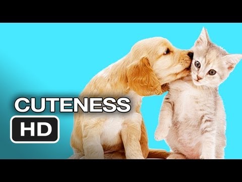 Dogs and Cats Living Together - Mass Hysteria End of the World Mashup HD