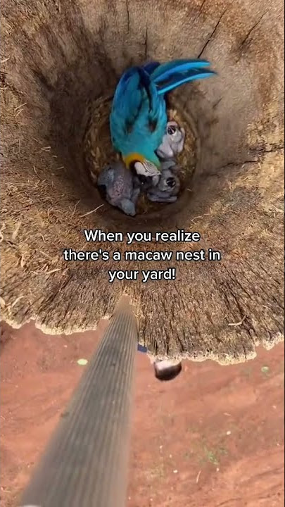 when you realize there's a macaw nest in your yard