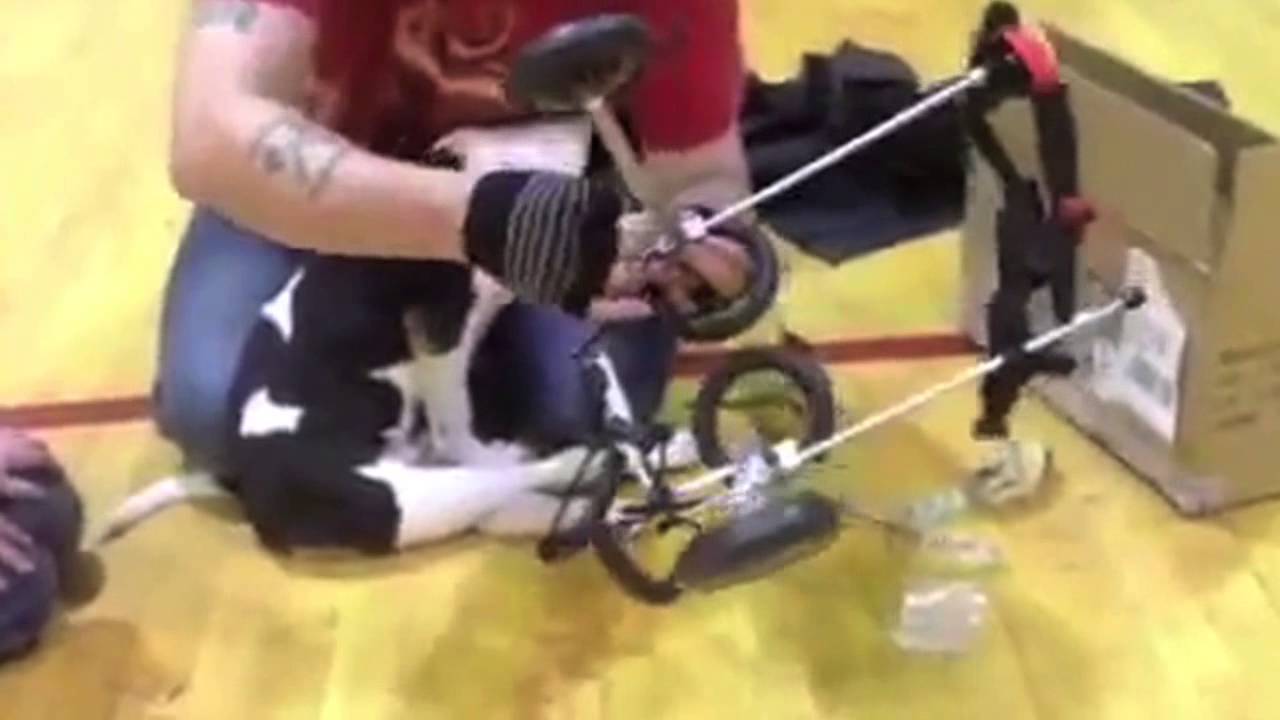 best fried mobility small dog wheelchair assembly youtube