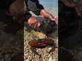 Finding the Ultimate Feast! 🦀🌊 #seafood #shorts