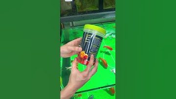 Cám Finn Koika - Thức ăn cao cấp cho các loại cá. Guppy, molly, cá chép, cá vàng….#16/11.25