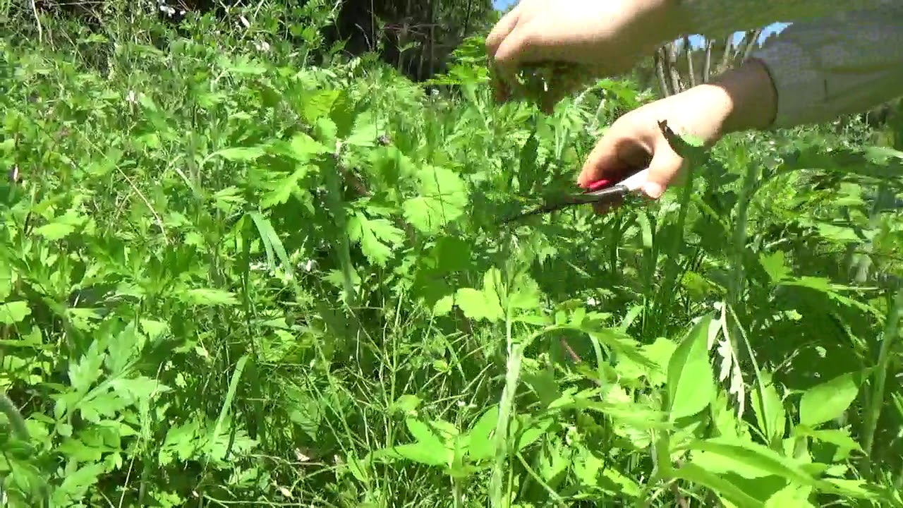 ヨモギ無農薬栽培の収穫 - YouTube
