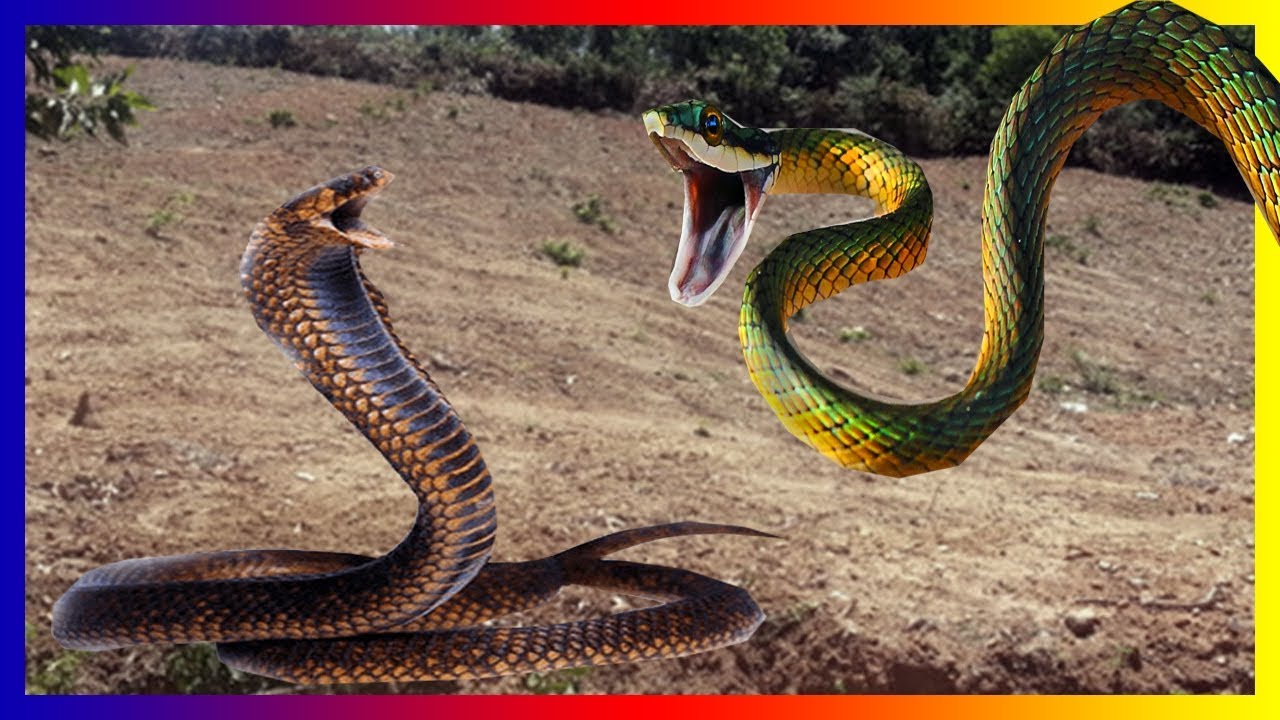М змейка. Роса Snake II led. Two Snakes.