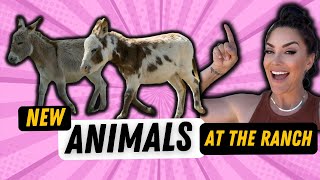 NEW ANIMALS + TAKING CARE OF YOUR HORSE