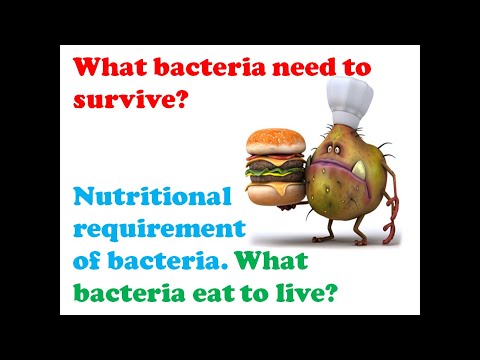 Video: Wat Is Bakterieë