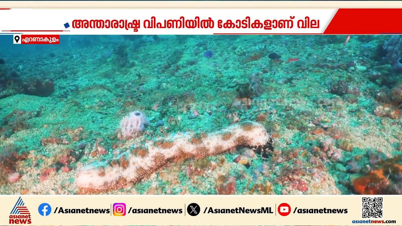 കടൽവെള്ളരി കടത്ത്; രണ്ട് കേസിലും കുറ്റപത്രം നൽകി ഇഡി | Sea cucumbers | Crime news