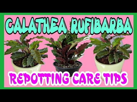 Video: Calathea (46 Fotoattēli): Iekštelpu Ziedu Kopšana Mājās. Augsne Transplantācijai Un Pavairošanai, Rufibarba Un Lansolāta Sugas