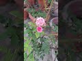 #trending #love #hindiquotes #hindisong #gardening #subscribers #viralvideo #shortsfeed #ytstudioes