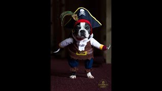 Halloween Dog Costume Boston Terrier Pirate Medium Size 22 lb dog
