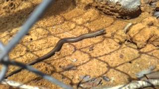 1/2 Eslizón tridáctilo Ibérico - Chalcides striatus - Western three-toed skink