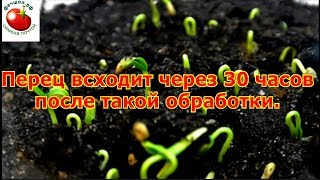 Перец всходит через 30 часов после такой обработки