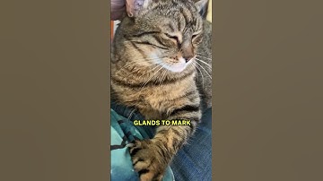 What Does Head Bunting Mean? 😱