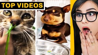 TikToks That Will Make You Say NO WAY! | SSSniperWolf