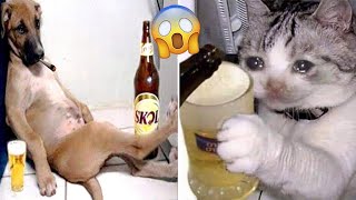 Funny Dog And Cat 😍🐶😻 Funniest Animals #238