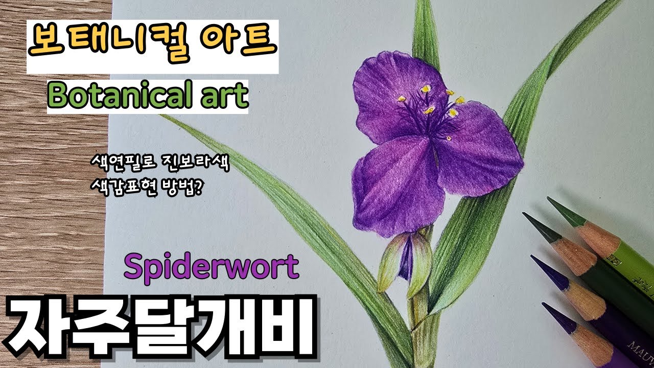 초보자를 위한 색연필로 그리는 자주달개비 꽃 / 보태니컬 아트 / Drawing a Spiderwort with Colored Pencils for Beginners