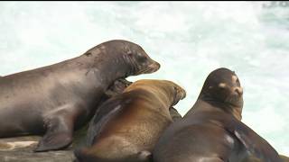 Federal investigation begins into viral video of assault on a La Jolla sea lion | NBC 7 San Diego screenshot 2