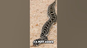 Top 10 loài động vật nguy hiểm và độc nhất trên thế giới  #top10bxh #top10 #animals