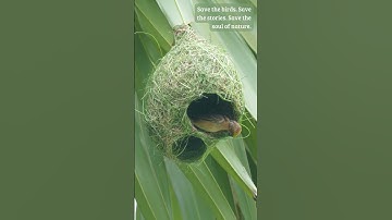 Tailor of the Wind: Nesting with Precision 🧵🌬️#weavers #birdnest #WildlifeWonders #nature #birdhome