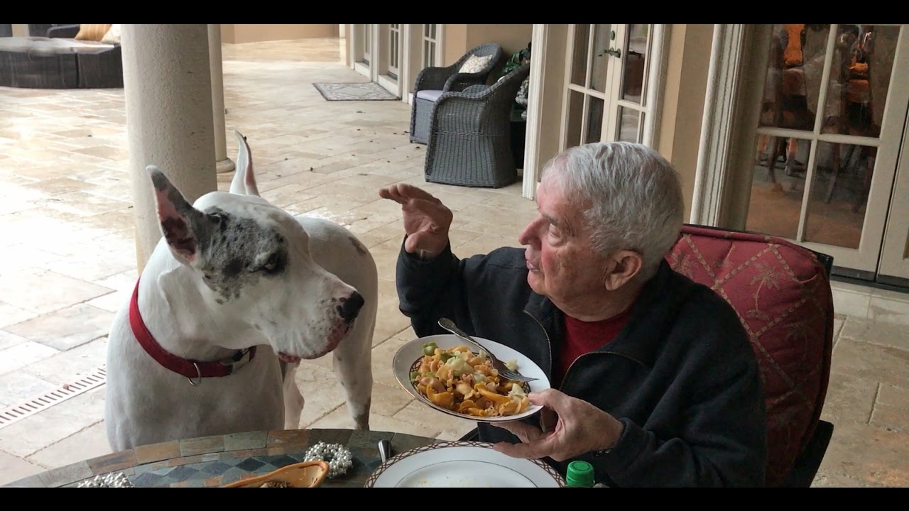 Max The Deaf Great Dane Speaks At The Table - Youtube-9998