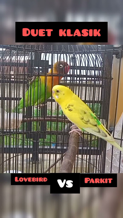 Parkit vs Lovebird