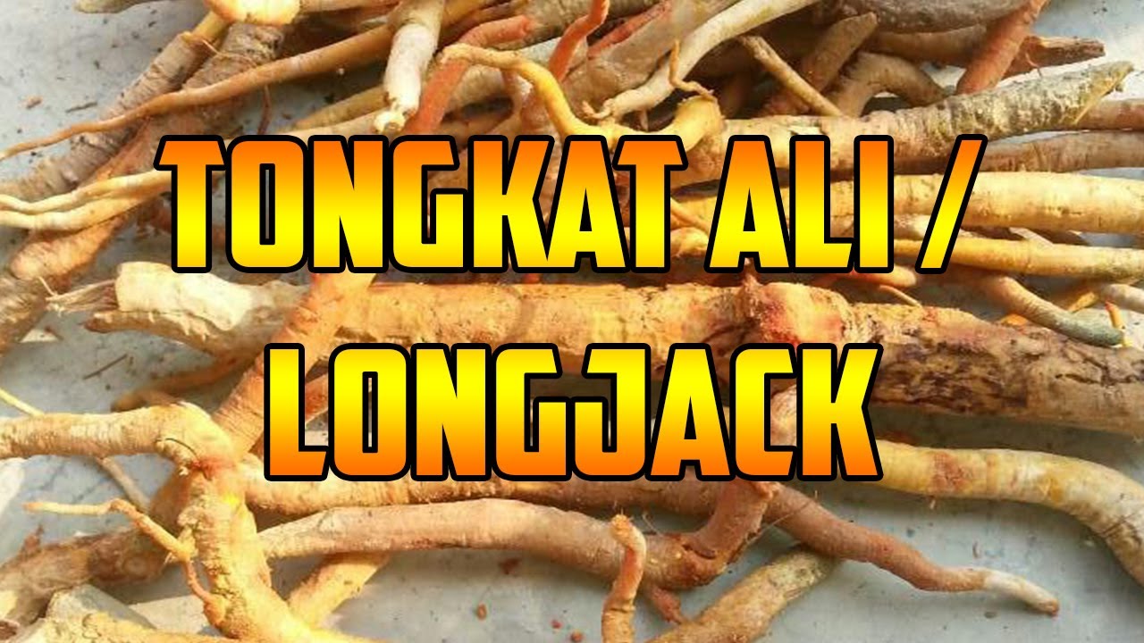 PARA QUE SIRVE🌿TONGKAT ALI 🌿LONGJACK🌿BENEFICIOS🌿AUMENTAR TESTOSTERONA 🌿
