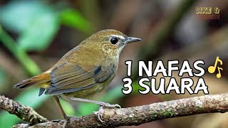 SUARA BURUNG JONGKANGAN - CINGCOANG COKLAT BUNYI SPEED RAPAT MASTERAN BURUNG KICAU