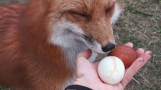 Happy Easter from Vasilisa the Fox