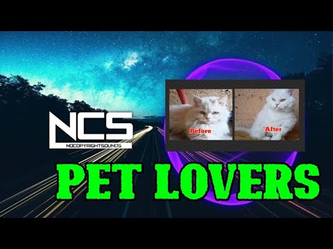 Persian Cat @NoCopyrightSounds