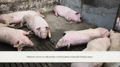 Produkcja świń w gospodarstwie Erika Pedersena na północy Danii