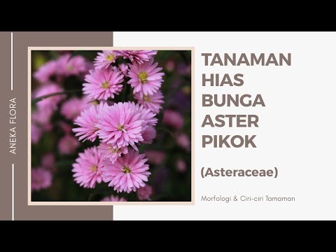 Video: Informasi Bushy Aster: Tips Menanam Bunga Aster Bushy