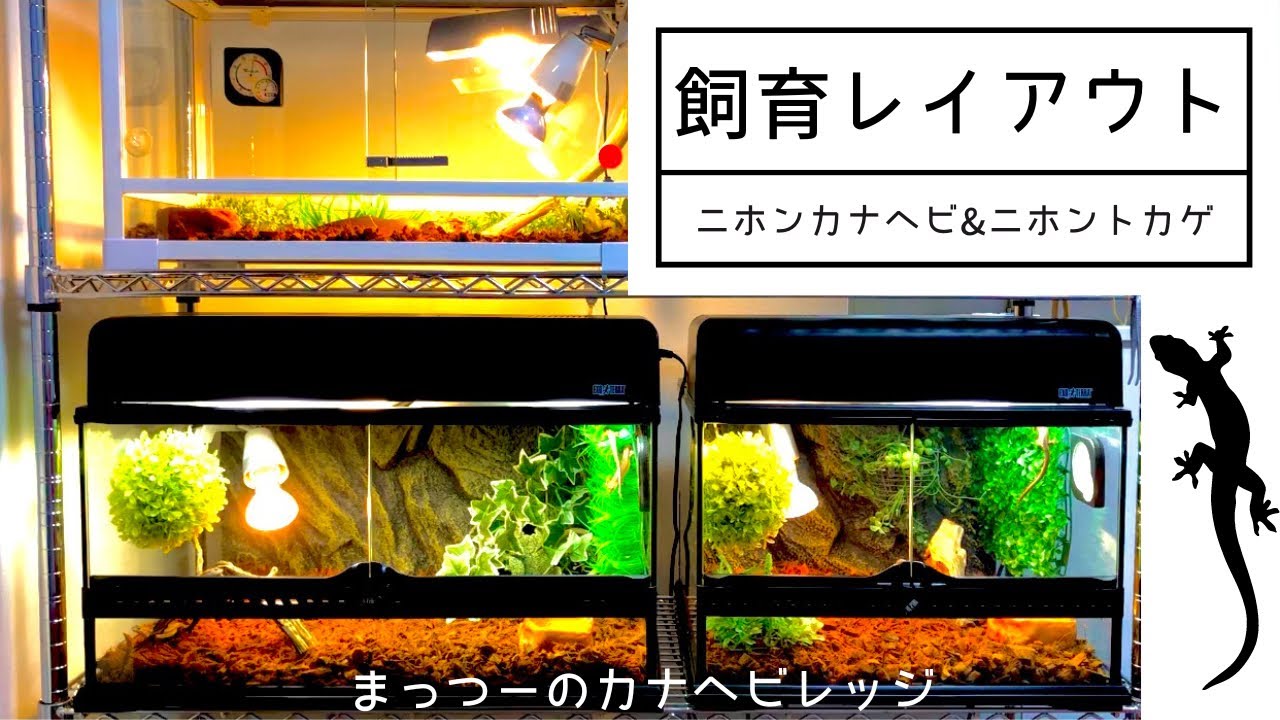 🦎カナヘビ10匹✖️トカゲ4匹🦎飼育レイアウトのご紹介🏠 - YouTube