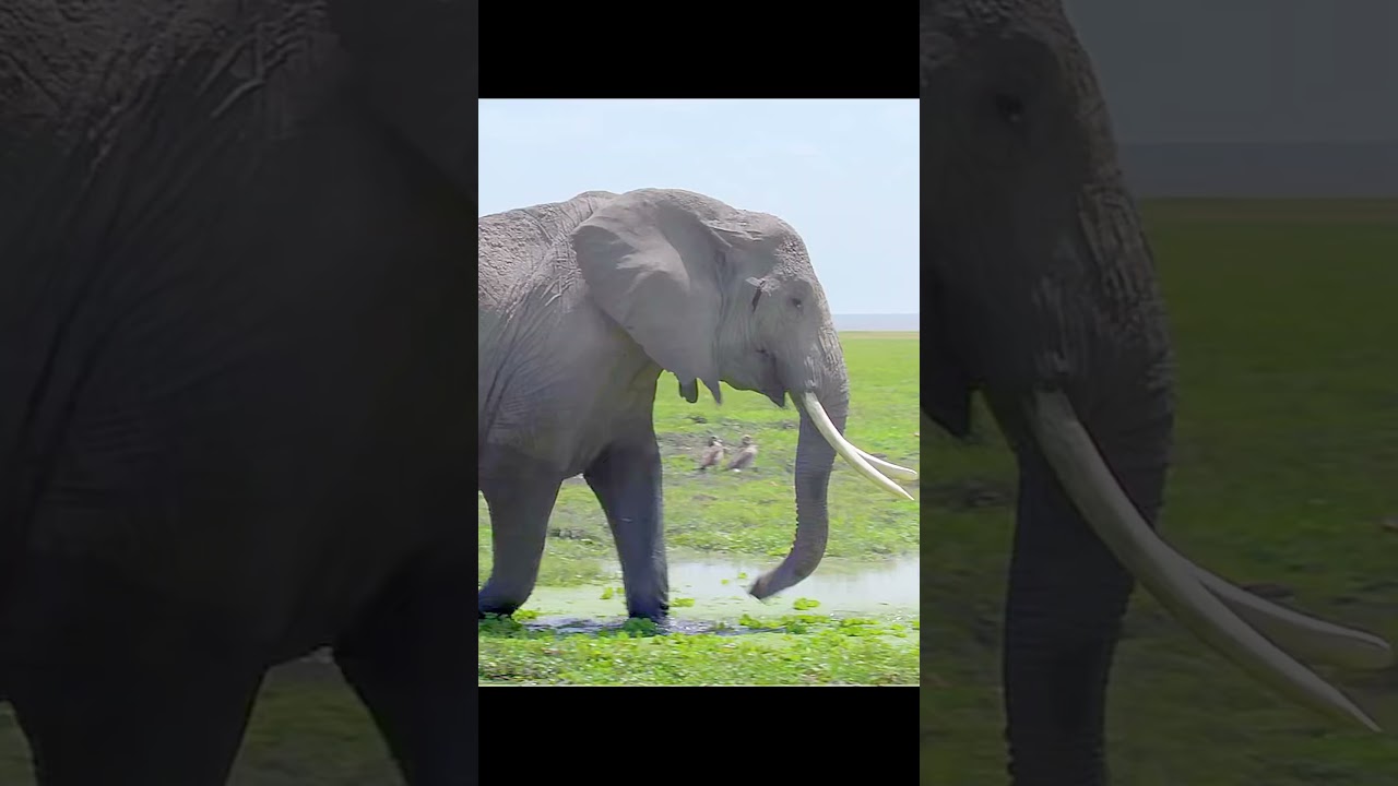 Мудрость слонов передается из поколения в поколение 