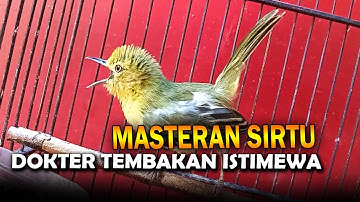 masteran sirtu gacor full isian TEMBAKAN istimewa!! 03