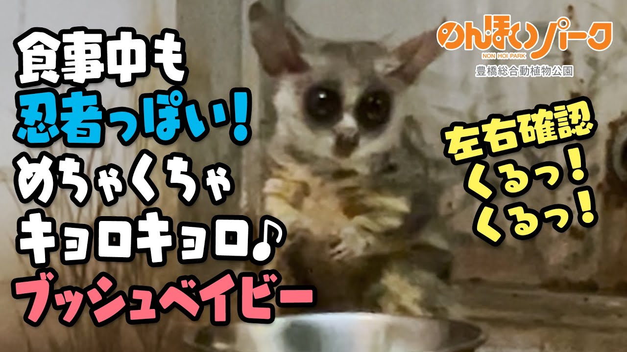 のんほいパーク】ごはん目がけてジャーンプ！シュタッ✨食事中も忍者っ