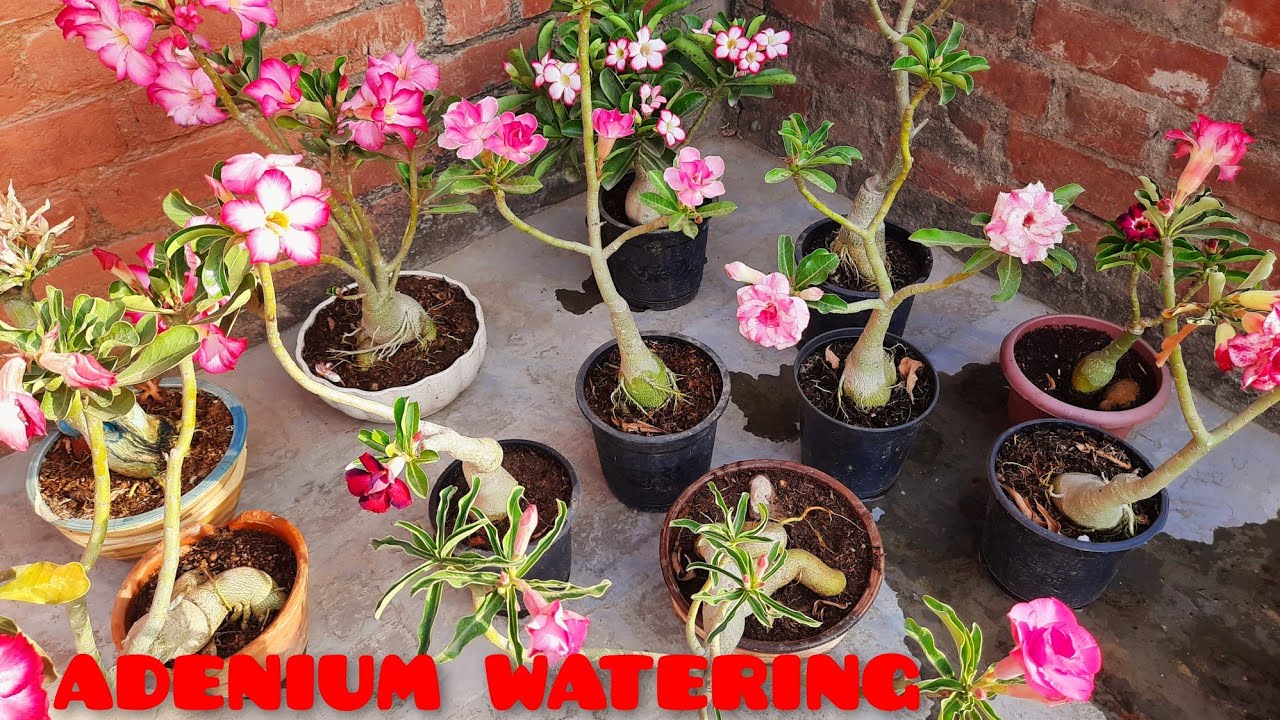 ADENIUM WATERING IN SUMMER YouTube