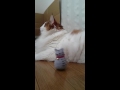 起き上がりニャンこぼし