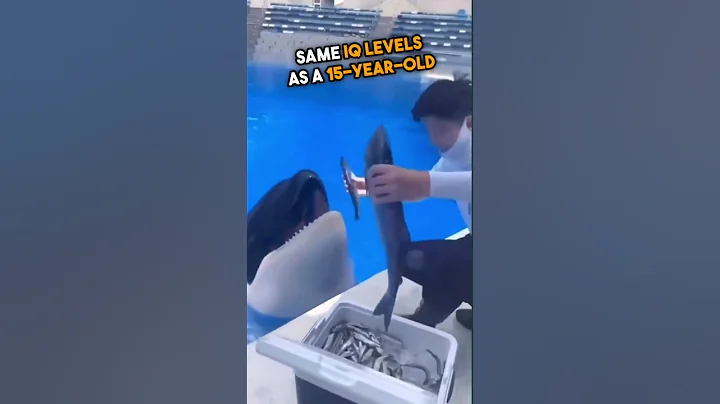 Orcas are smart 😨 But why? 😨 #viral