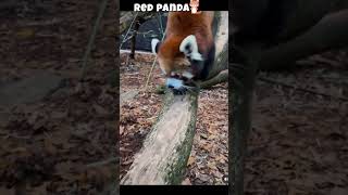 Red Panda #panda #redpanda #shortsvideo #animals #cuteanimals #cute