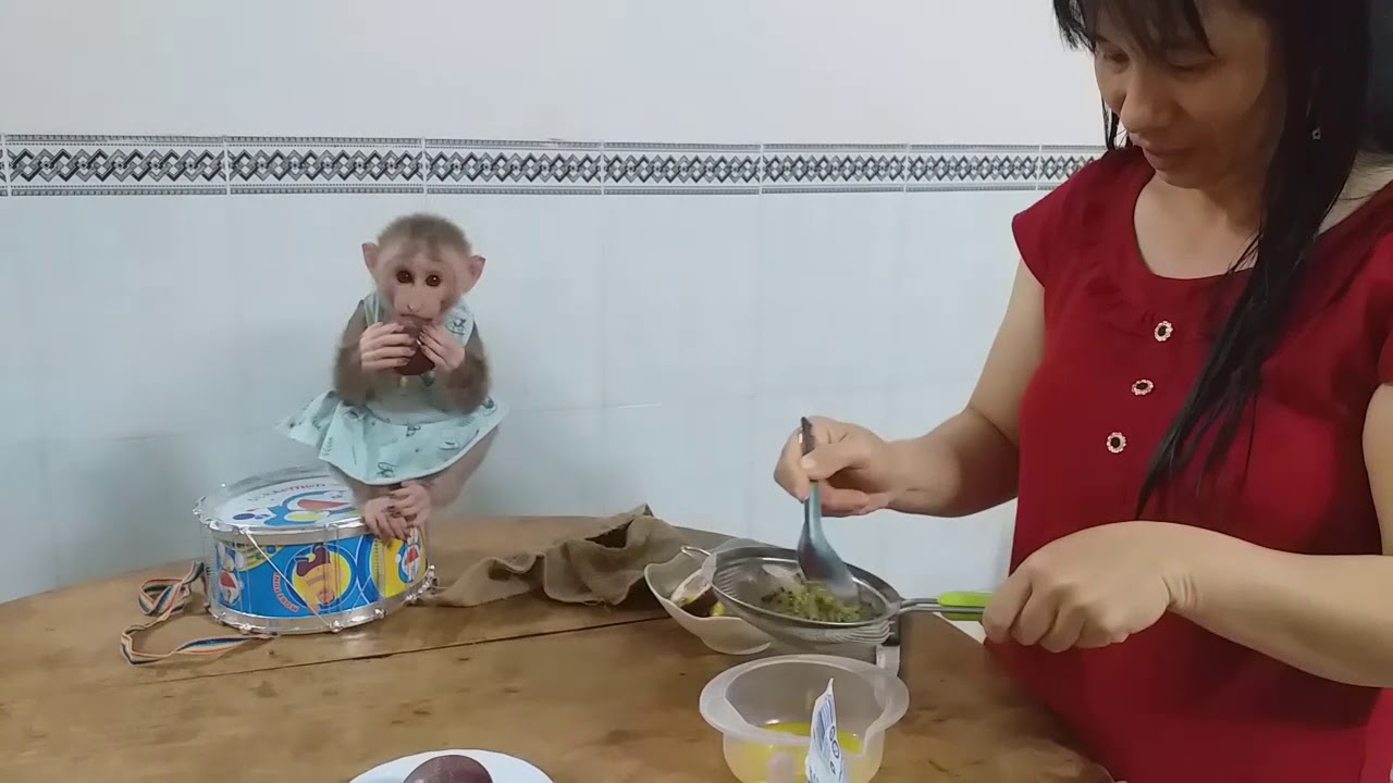 Baby Monkey Na Drink Fresh Milk Mixed With Passion Fruit Juice YouTube
